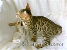 magnifique chatons bengal a donner contre bon soin 