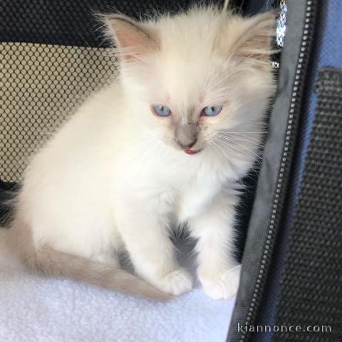 Deux chatons sacré de Birmanie mâle et femelle a donner