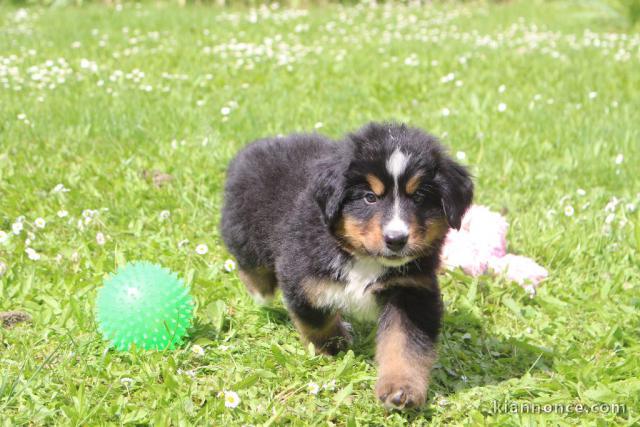  Magnifique chiot Bouvier Bernois