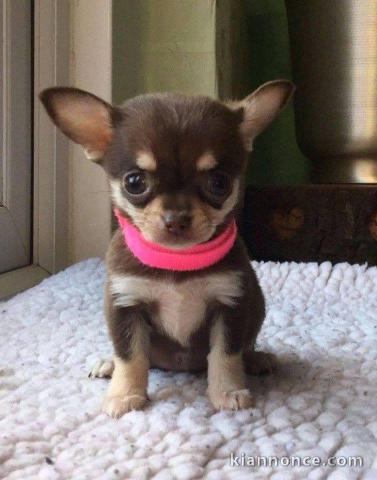 chiot chihuahua Adorable