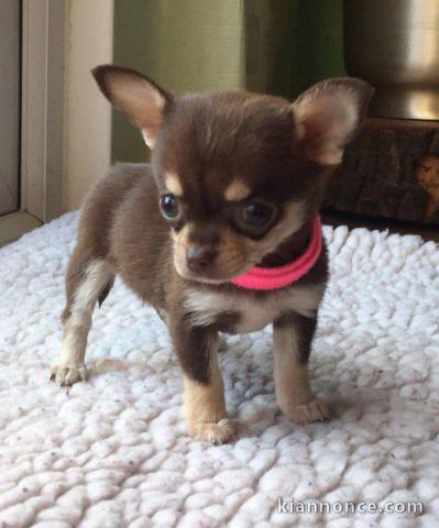 chiot chihuahua Adorable