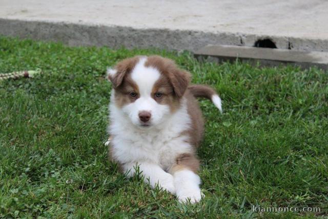 Magnifique chiots berger australien a donner
