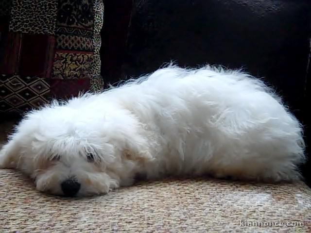 chiots havanese a donner