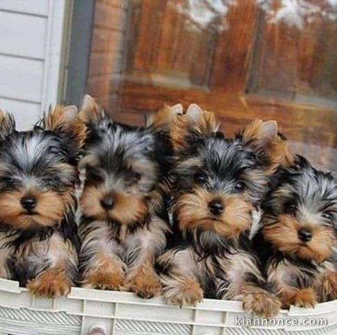 magnifique chiots Yorkshire