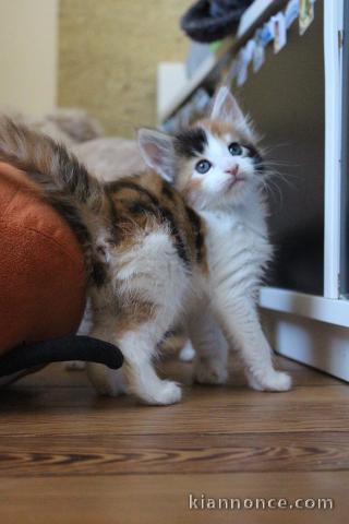 A donner chaton main coon