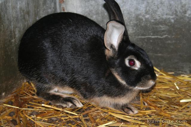 lapins chèvre male femelles