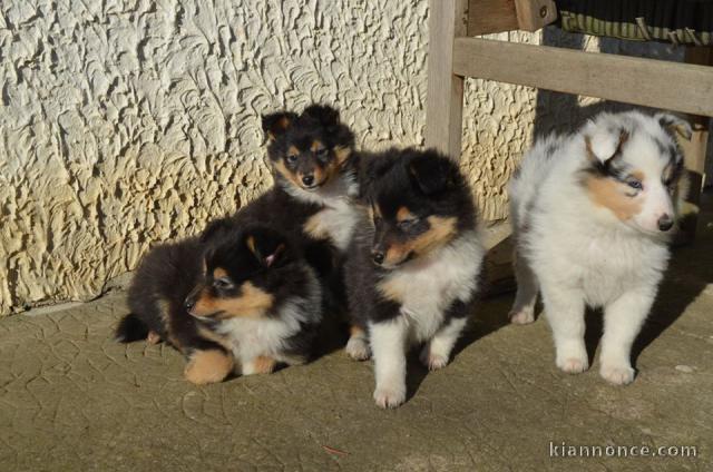 Chiots berger shetland