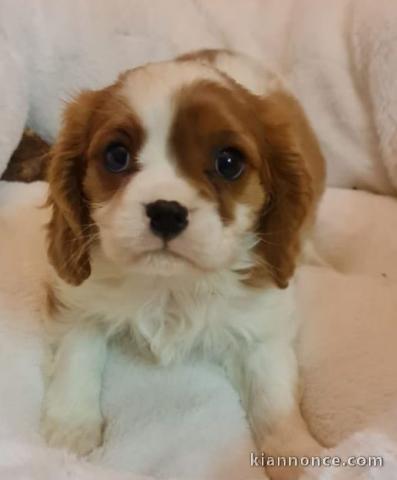 Offre adorable chiots type Cavalier King Charles