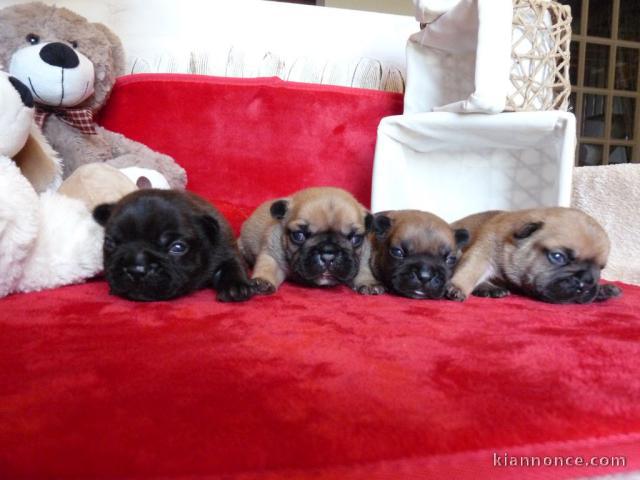  A donner Chiots Bouledogue français