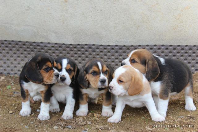 5 CHIOTS BEAGLE LOF A DONNER 