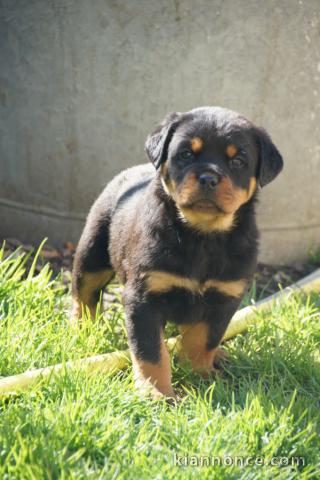 Chiots Rottweiler Adorable