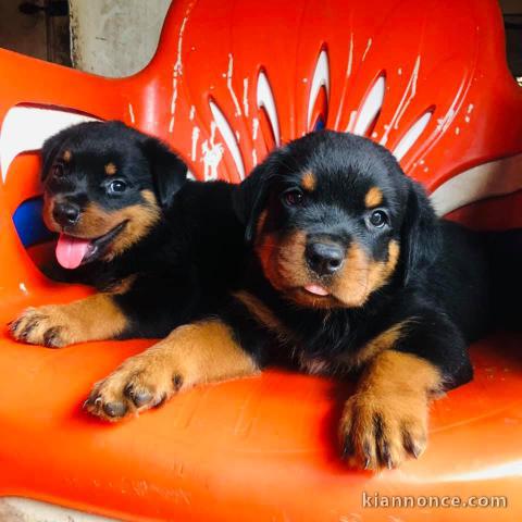 Chiots Rottweiler Adorable