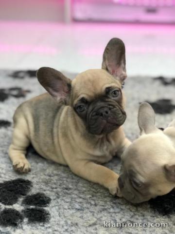 mignons chiots bouledogue français