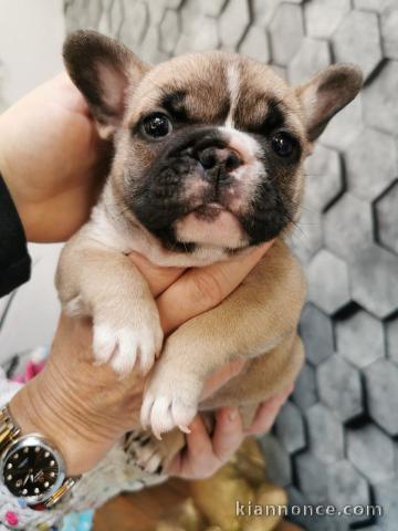 magnifiques chiots type Bouledogue Français 