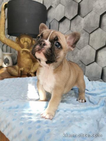 A donner magnifique chiot mâle et femelle Bouledogue français.