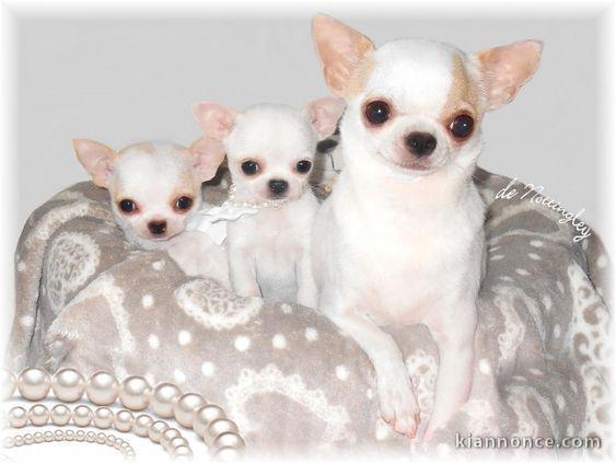 propose  chiots chihuahua 