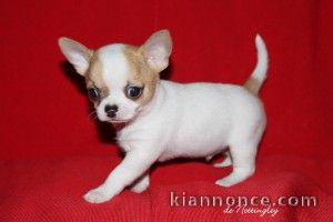 propose  chiots chihuahua