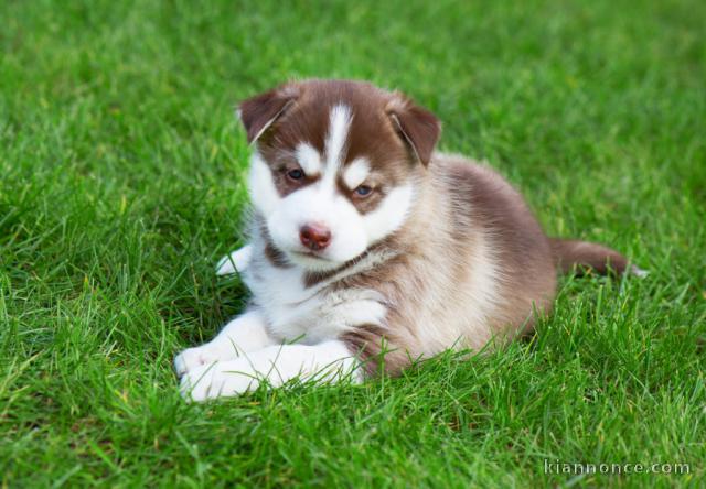 chiot husky sibérien disponible pour Noel