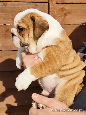 magnifiques Chiots Bouledogue Anglais LOF