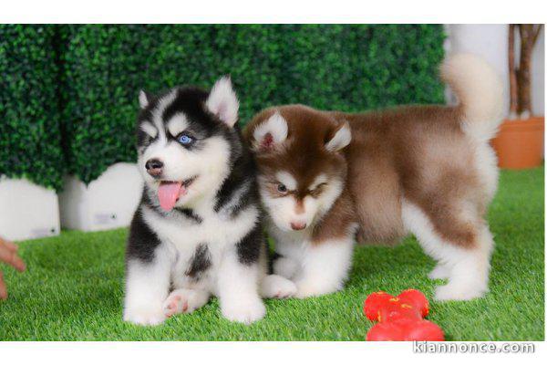 chiot husky sibérien disponible pour Noel