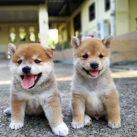 Shiba Inu de pure beauté