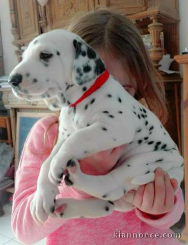 Chiots Dalmatien Adorable