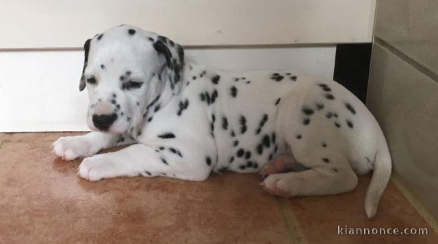 Chiots Dalmatien Adorable