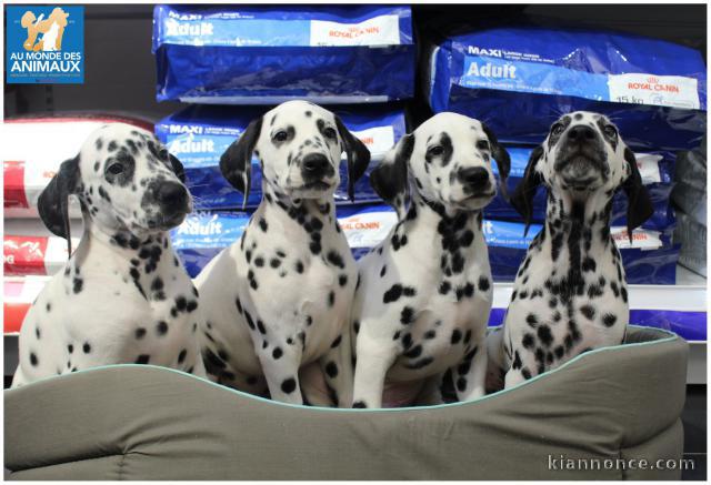 Chiots Dalmatien Adorable