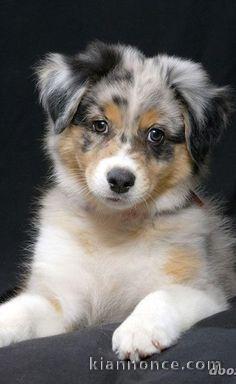 superbes Chiots BERGER AUSTRALIEN