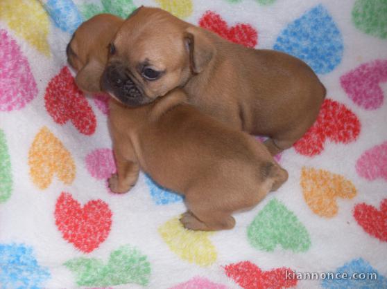 mignons chiots bouledogue français