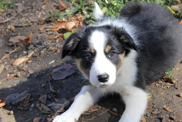 Chiots Border Collie adorable