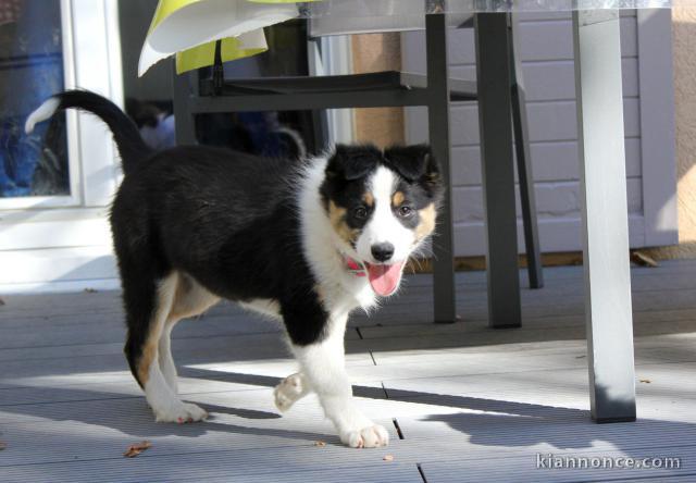 Chiots Border Collie adorable