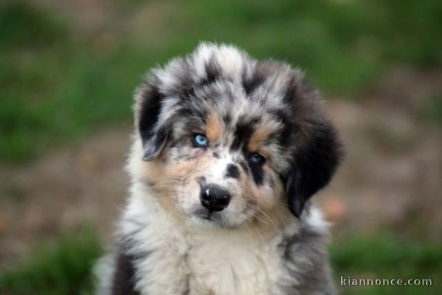 Donne Magnifiques chiots Berger Australien