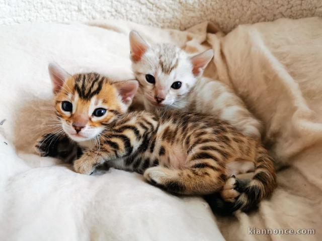 Bengal LOOF POUR COMPAGNIE 