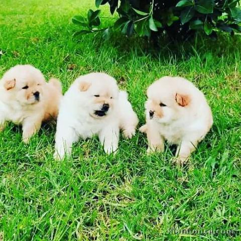 Chiots Chow-Chow Adorable