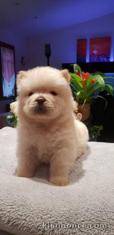 Chiots Chow-Chow Adorable