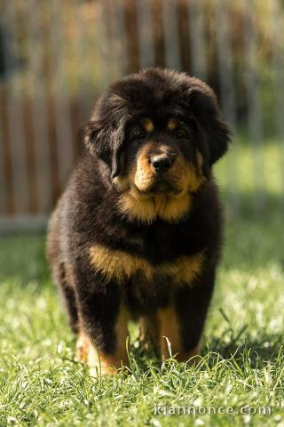 Chiots Dogue du Tibet