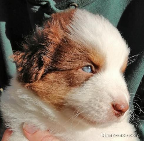 Chiot Canaan Dog Adorable