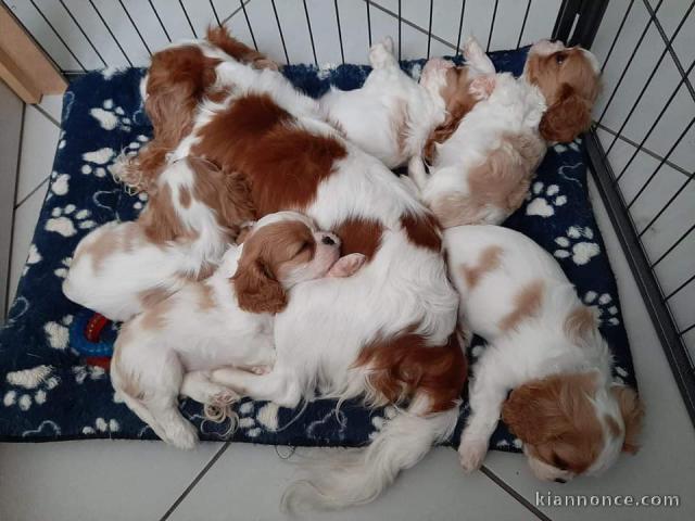 Chiots Cavalier King Charles Spaniel