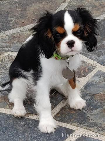 Chiots Cavalier King Charles Spaniel