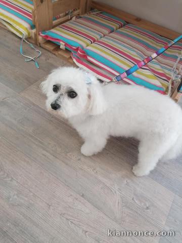 Chiot Bichon frise Adorable