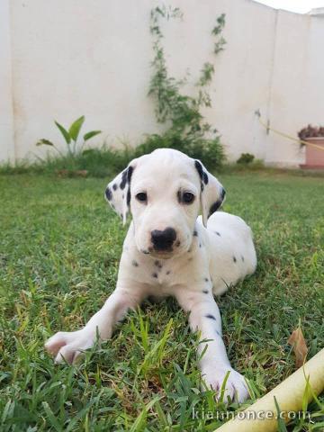 Chiots Dalmatien Adorable