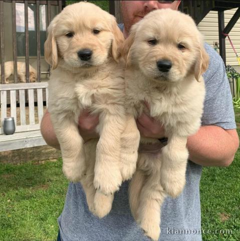 Golden Retriever puppies for sale 