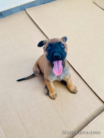 CHIOT MALINOIS MALES ET FEMELLES 