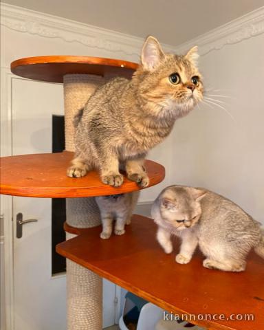 Chatons Brittish Shorthair Loof