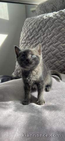 Deux chatons chartreux mâle et femelle a donner