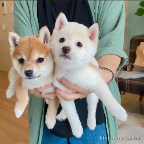 Shiba Inu puppies for sale