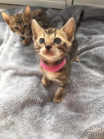 Magnifiques Chatons Bengal