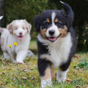 chiots berger australien 