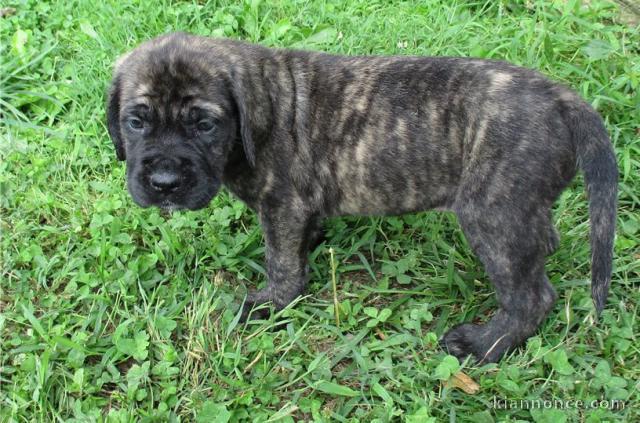 Chiots Mastiff a donner 